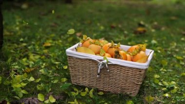 Green leaves fall on a box of ripe persimmons standing in the garden. High quality FullHD footage