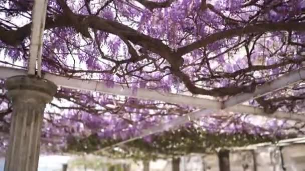 Stone Pergola Columns Entwined Purple Wisteria High Quality Fullhd Footage — Stock video