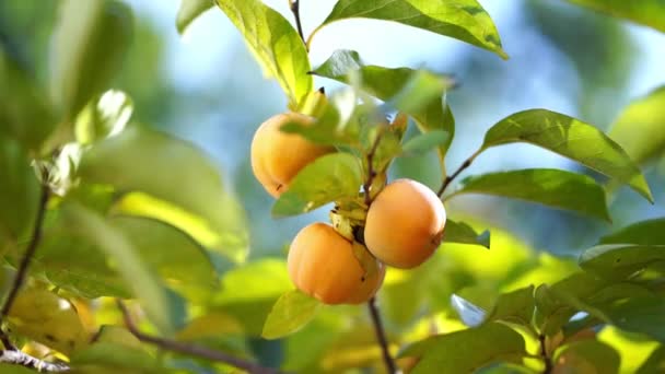 Orange Persimmon Fruits Hang Branches Green Leaves High Quality Footage — Stockvideo