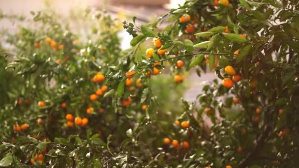 Light Drizzle Tangerine Orchard Ripe Fruits Branches High Quality Footage — Stock video