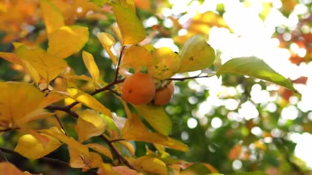 Sunbeams Ripe Persimmon Fruits Hanging Tree Branches High Quality Footage — Stockvideo