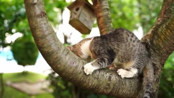 Striped Cat Sits Tree Branch Rubs High Quality Footage — Vídeo de Stock