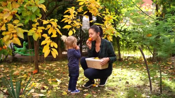 Mamma Con Una Bambina Mangia Cachi Maturo Nel Giardino Autunnale — Video Stock