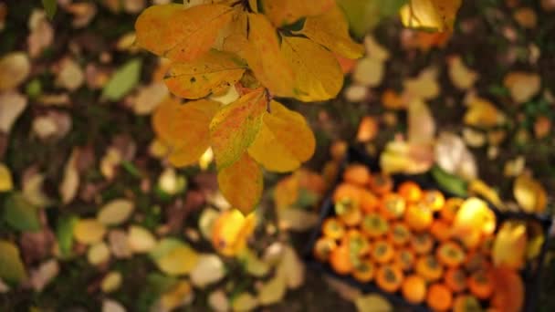 地上的落叶中矗立着一个盒子 盒子里放着黄色的柿子 高质量的4K镜头 — 图库视频影像