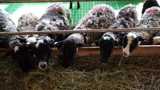 在农场的围场里 羊从水槽里吃着干草 同时从栅栏里探出头来 高质量的4K镜头 — 图库视频影像