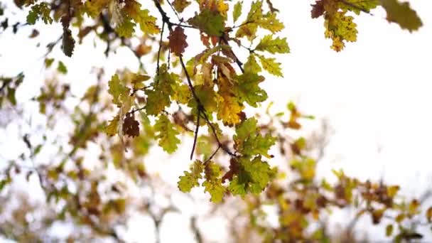 Oak Leaves Beginning Turn Yellow Flutter Branches Wind High Quality — Stockvideo