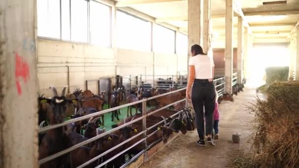 Mamá Niña Están Acariciando Cabras Que Comen Grano Asomándose Por — Vídeos de Stock