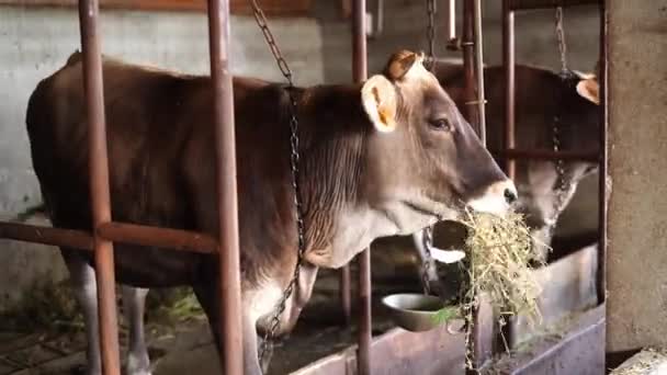 Vaca Negra Come Heno Paddock Cepillándose Las Moscas Con Cabeza — Vídeo de stock