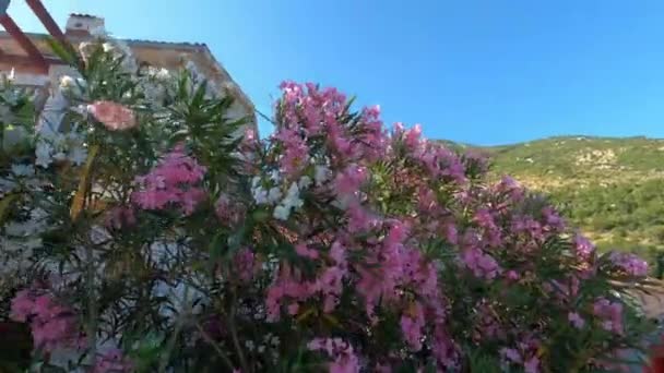 Der Nähe Des Hauses Wächst Ein Oleanderbusch Mit Weißen Und — Stockvideo
