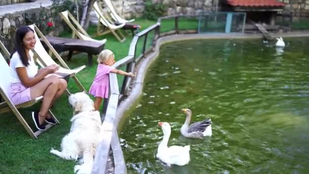 小さな女の子は池の近くに立ってパンを食べ ガチョウに餌を与えます 高品質4K映像 — ストック動画