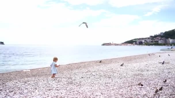 Little Girl Walks Pebble Beach Sitting Birds High Quality Footage — Stock video