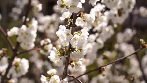 Blossoming Cherry Tree Strewn White Flowers High Quality Footage — Stockvideo