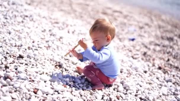 Pequeno Bebê Senta Joelhos Praia Escolhe Seixos Com Pau Imagens — Vídeo de Stock