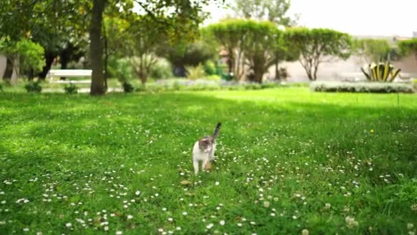 Katten Går Grön Gräsmatta Med Vita Blommor Högkvalitativ Film — Stockvideo