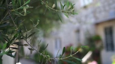 Green olive tree grows in the yard of a house. High quality FullHD footage