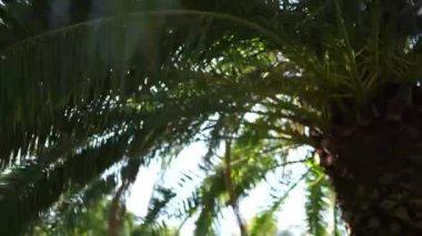 Green crown of a palm tree under bright sunlight. High quality FullHD footage