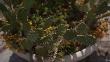 Green prickly pear growing in a stone pot. High quality FullHD footage