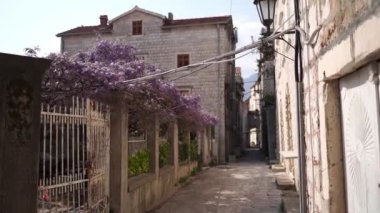 Lilac wisteria weaves along the pergola in the garden behind the fence near the stone house. High quality FullHD footage