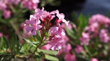 Pink oleander flowers sway on the branches. High quality FullHD footage