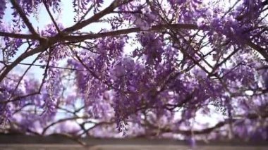 Violet wisteria flowers flutter on the branches. Close-up. High quality FullHD footage