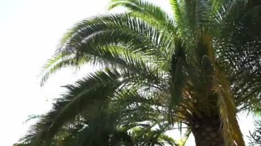 Bright sunlight through the green leaves of a palm tree. High quality FullHD footage