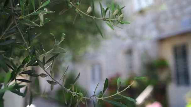 Green Olive Tree Grows Yard House High Quality Fullhd Footage — Stock video