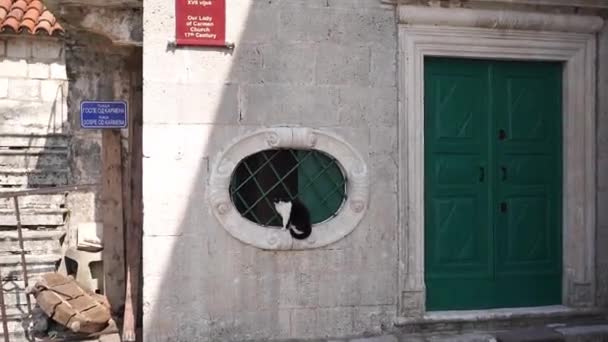 Cat Sits Barred Window Our Lady Carmel Church Montenegro High — Vídeos de Stock