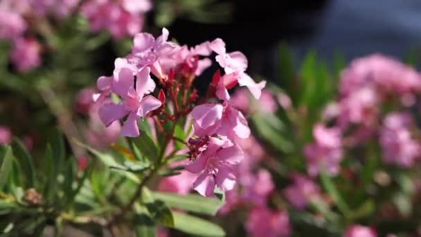 Różowe Oleander Kwiaty Kołyszą Się Gałęziach Wysokiej Jakości Materiał Filmowy — Wideo stockowe