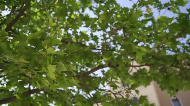 Die Sonne Scheint Durch Das Grüne Laub Eines Baumes Hochwertiges — Stockvideo