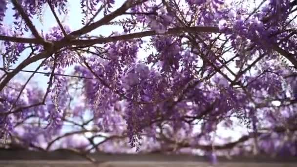 Violet Wisteria Flowers Flutter Branches Close High Quality Fullhd Footage — Vídeos de Stock