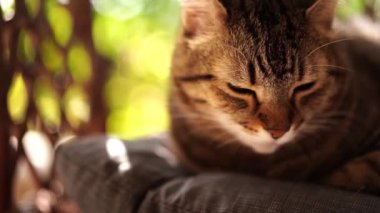 Striped gray cat naps on a pillow. High quality 4k footage