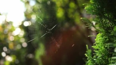 Web on the green bush sways from the wind. High quality 4k footage