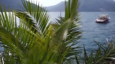 Wind shakes the palm branches on the seashore. High quality FullHD footage