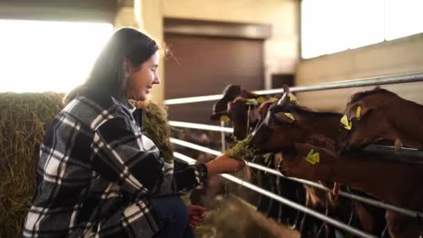 Young Woman Feeding Hay Herd Goats Fence Farm High Quality — ストック動画