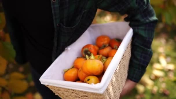 Farmer Cueillette Kaki Mûrs Dans Panier Dans Jardin Images Haute — Video