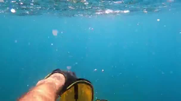 Κολυμπάει Κάτω Από Νερό Και Κουνάει Πόδια Του Πτερύγια Υψηλής — Αρχείο Βίντεο