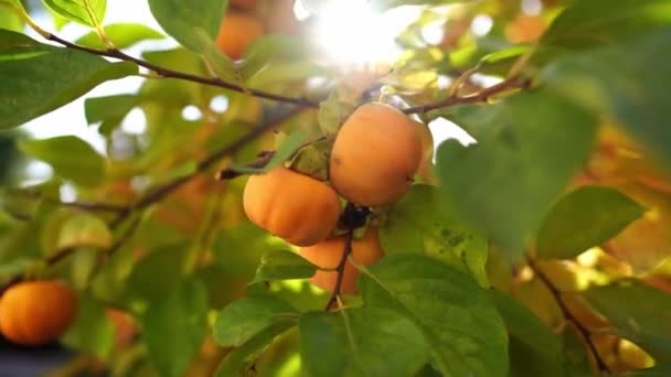Sun Shines Green Branches Persimmon Fruits High Quality Footage — ストック動画