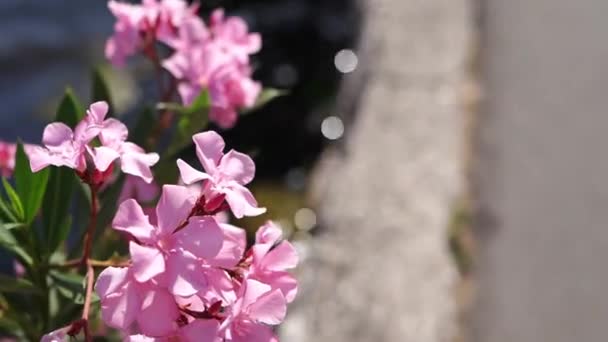 Oleander Różowy Krzew Rośnie Promenadzie Nad Morzem Wysokiej Jakości Materiał — Wideo stockowe
