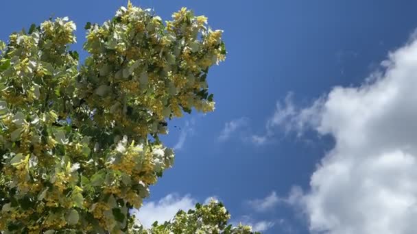 Άνθη Φλαμουριάς Κίτρινα Λουλούδια Στον Γαλάζιο Ουρανό Υψηλής Ποιότητας Πλάνα — Αρχείο Βίντεο