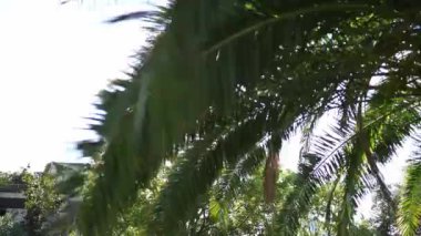 Green palm tree in the garden under bright sunlight. High quality FullHD footage