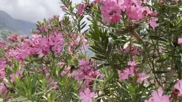 Kwitnący Różowy Krzew Oleandrowy Kołysze Się Wietrze Wysokiej Jakości Materiał — Wideo stockowe