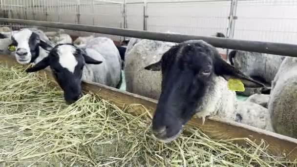 有耳朵标签的剪羊毛在农场用栅栏围起来的围场里吃干草 高质量的4K镜头 — 图库视频影像