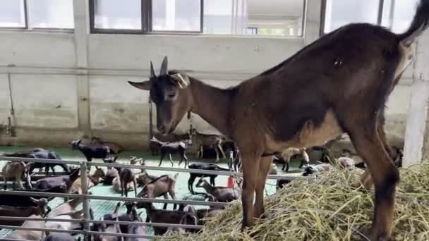 山羊站在农场的一捆干草上 高质量的4K镜头 — 图库视频影像