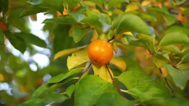 Ripe Persimmon Hangs Branches Yellow Green Leaves High Quality Footage — Stockvideo