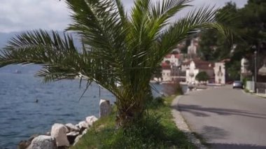 Green palm grows on the coast of Perast. Montenegro. High quality FullHD footage