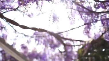 Sun shines through the purple wisteria flowers climbing the pergola beams in the garden. High quality FullHD footage