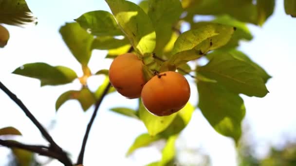 Ripe Persimmon Hanging Green Branches Bright Sunlight High Quality Footage — Stockvideo