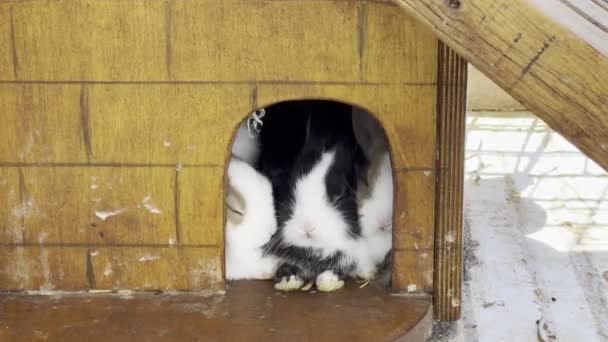Rabbits Sit Wooden Box Moving Noses High Quality Footage — Stock Video