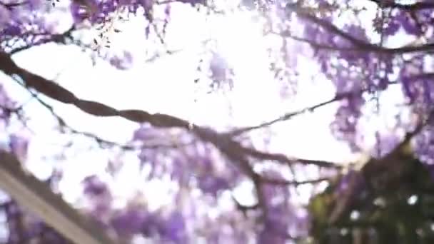 Sun Shines Purple Wisteria Flowers Climbing Pergola Beams Garden High — Video Stock