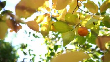 Ripe persimmon among yellow foliage in bright sunlight on tree branches. High quality 4k footage